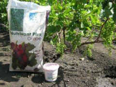 Чем подкормить виноград в июне, подкормка удобрениями для роста летом, во времяцветения
